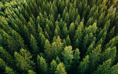 Aerial shot of forest