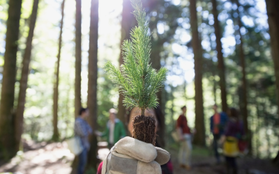 Small tree plant in hands of person